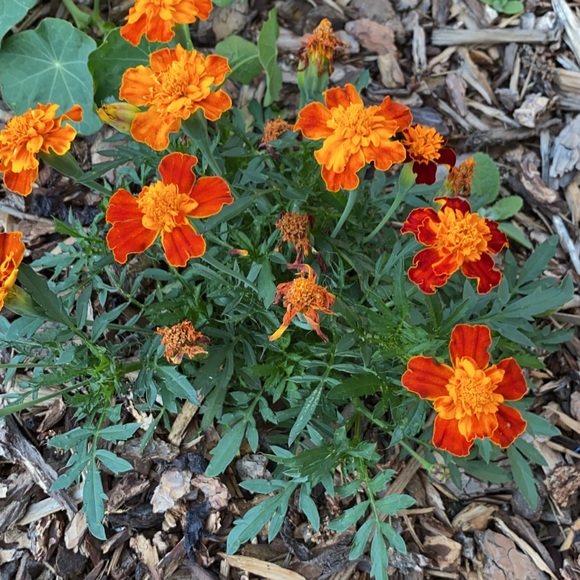 Meet your Posher, Rebecca - Picture 1 of 1